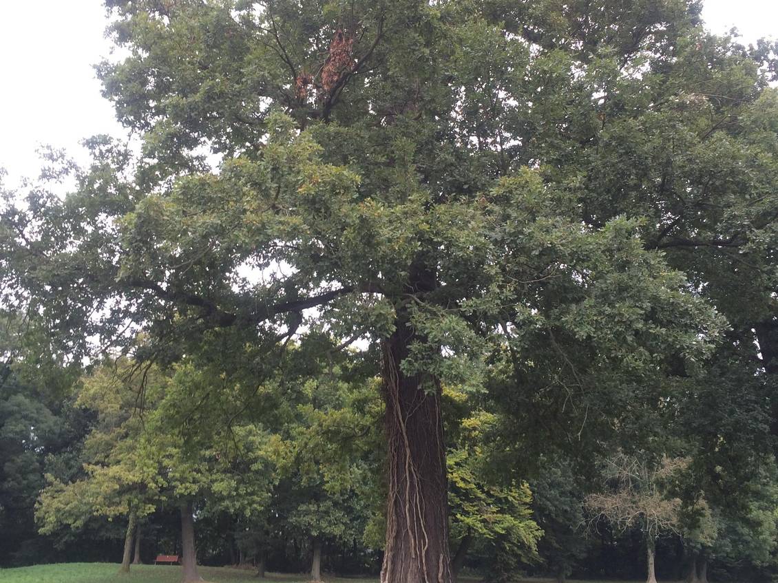 Das Foto zeigt einen Baum in einem Park.